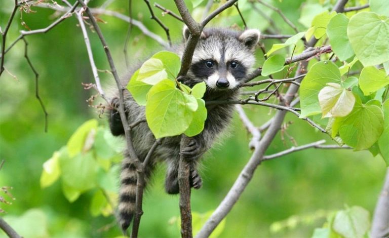 10 pui de animale care iubesc primăvara - Tărâmul Animalelor